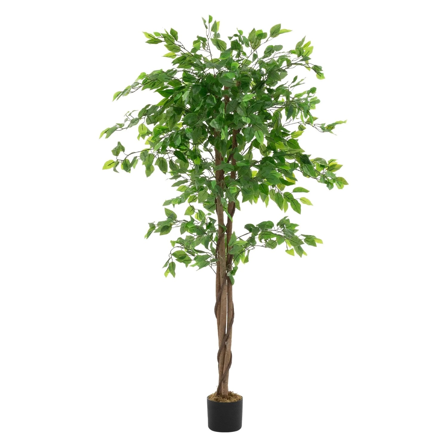 ML-Design Kunstpflanze Ficus 150 cm mit Naturholzstamm günstig online kaufen
