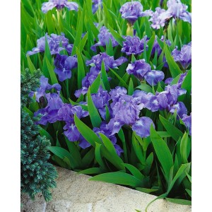 Blühende Iris 'Pepita' (Zwerg-Schwertlilie) mit violetten Blüten und grünen Blättern im Beet.