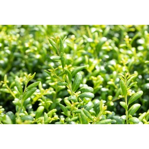 Immergrüne Japanische Stechpalme Ilex Crenata Convexa, buschig wachsend, grüne Blätter.