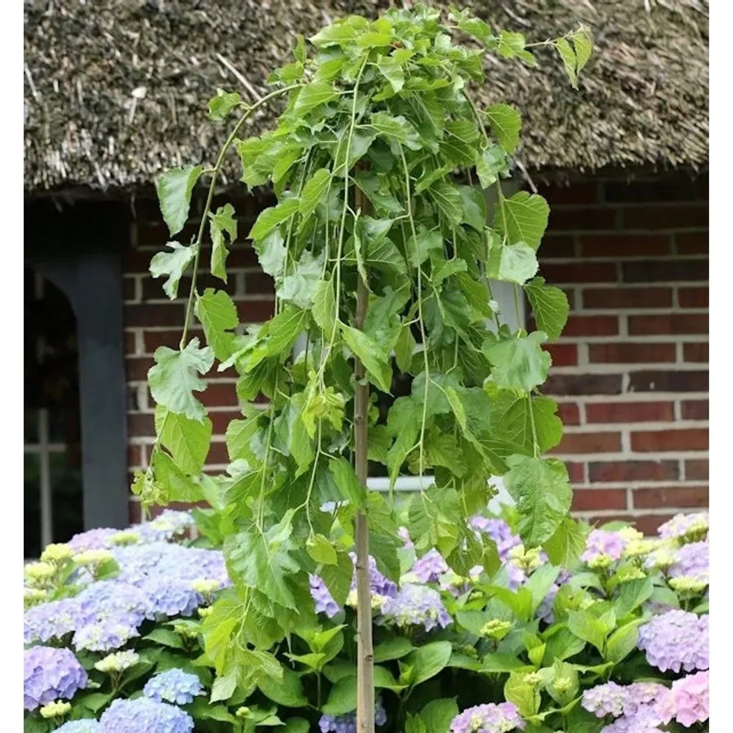 Hochstamm Trauer Maulbeere 100-125cm - Morus alba