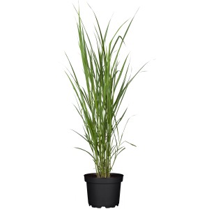 Chinaschilf 'Miscanthus giganteus' im Topf, ca. 19 cm Ø, Ziergras für Beet und Sichtschutz.