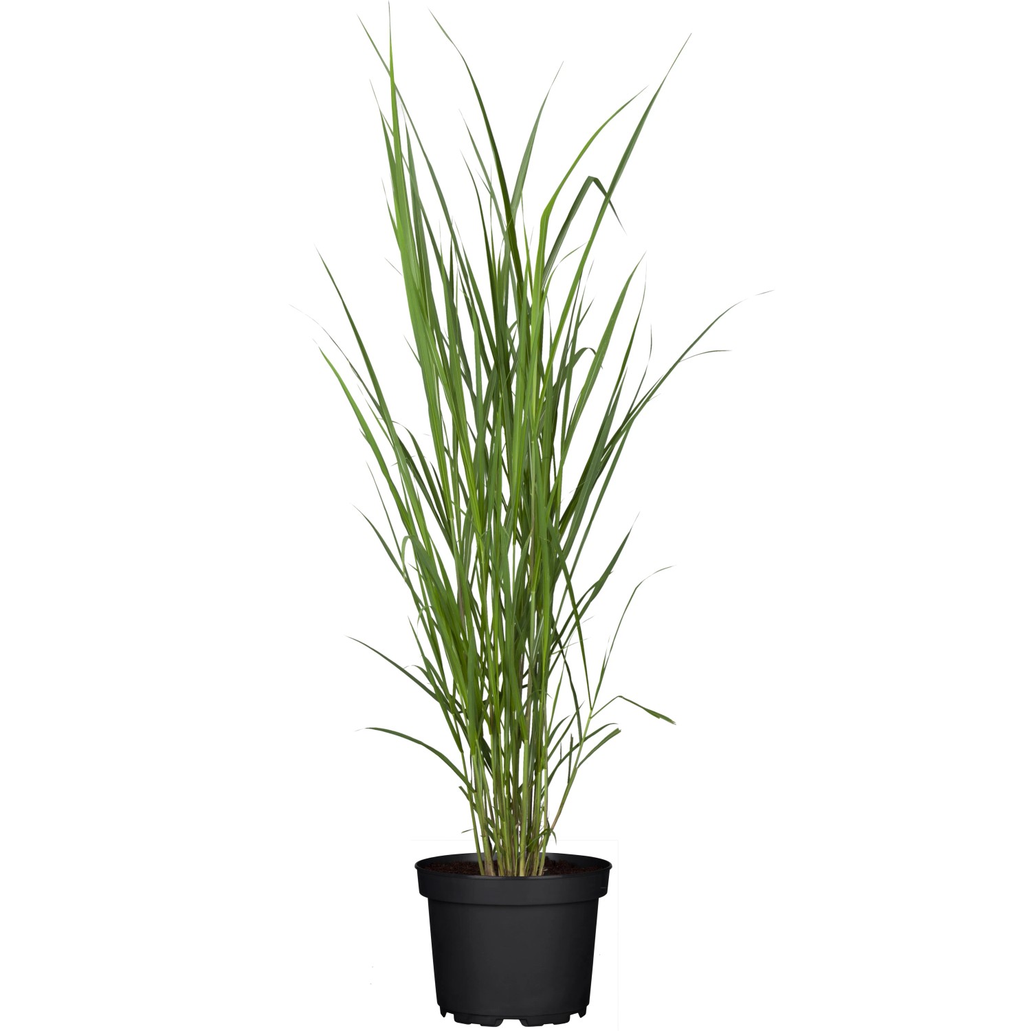 Riesen-Chinaschilf Miscanthus giganteus Spät T19