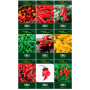 Deine Gartenwelt Chili Samen-Set mit 9 Sorten. Neun Bilder zeigen verschiedene rote, gelbe und grüne Chilis.