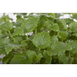 Nahaufnahme der Zitronenmelisse (Melissa Officinalis Limonii) im 9x9 cm Topf.