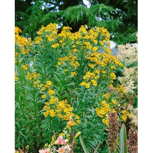 Sonnenbraut 'Königstiger' (Helenium) im Topf mit leuchtend gelben Blüten.
