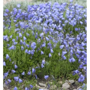 Blühende Zwerg-Glockenblume 'Jingle Blue' (Campanula cochleariifolia) im Garten.