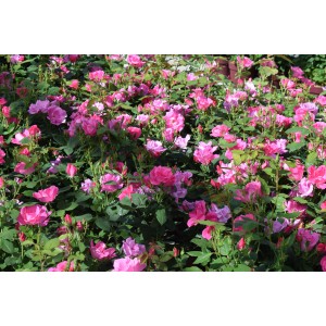 Beetrose Knock Out mit pinkfarbenen Blüten im Topf, ca. 25-30 cm hoch.