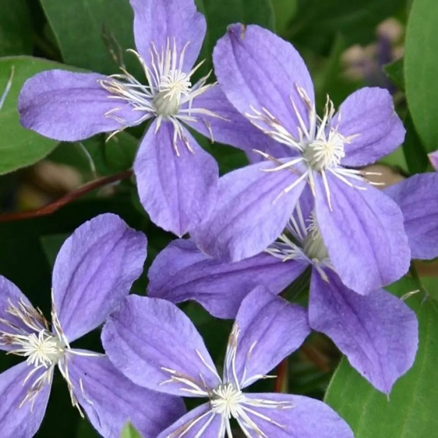 Waldrebe 'Arabella' Clematis 50 bis 60 cm im Container Lange Blütezeit