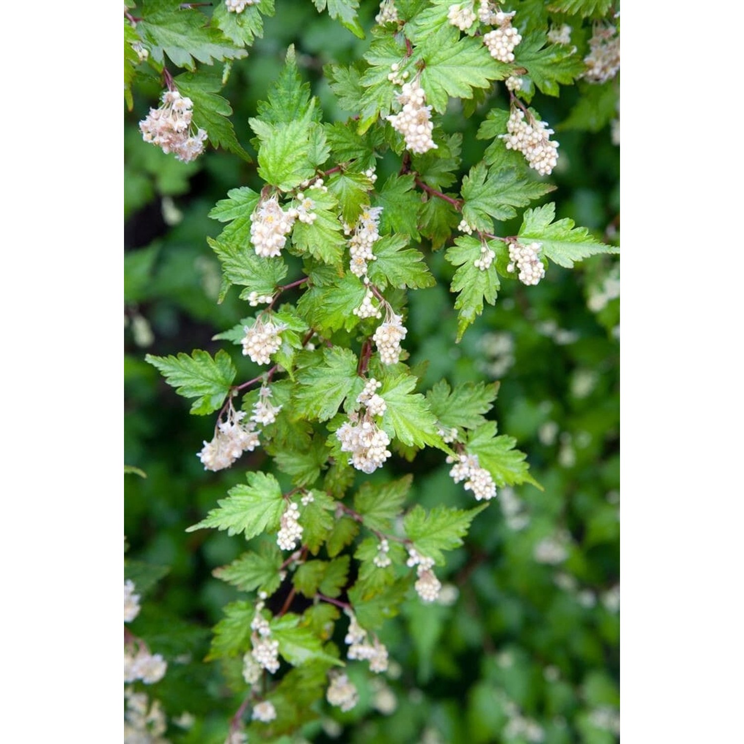 Stephanandra Incisa Crispa Kranzspiere Kompakt 20–30 cm günstig online kaufen