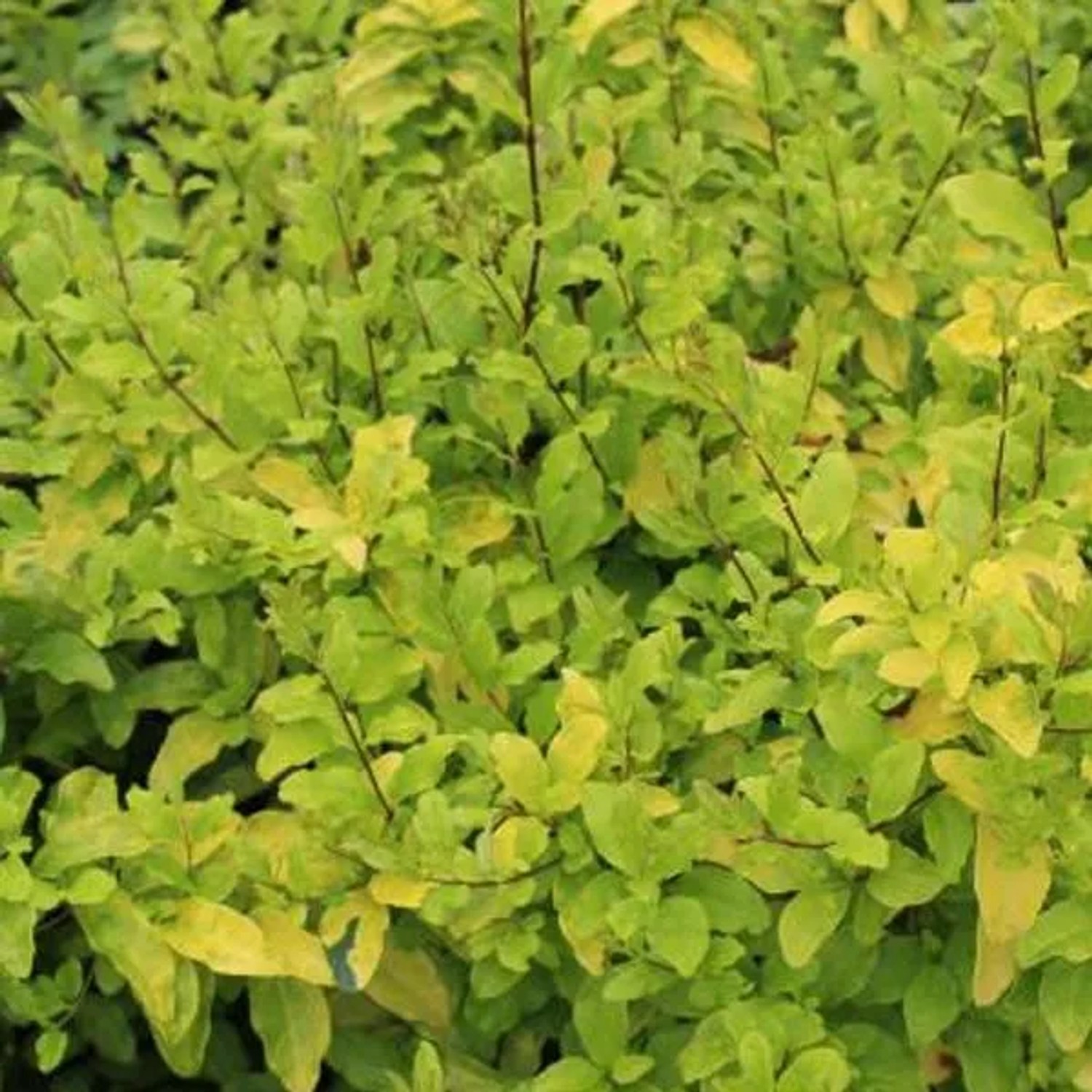 Liguster 'Lemon and Lime' Ligustrum ovalifolium 25 bis 30 cm im Container Gelbgrünes Laub