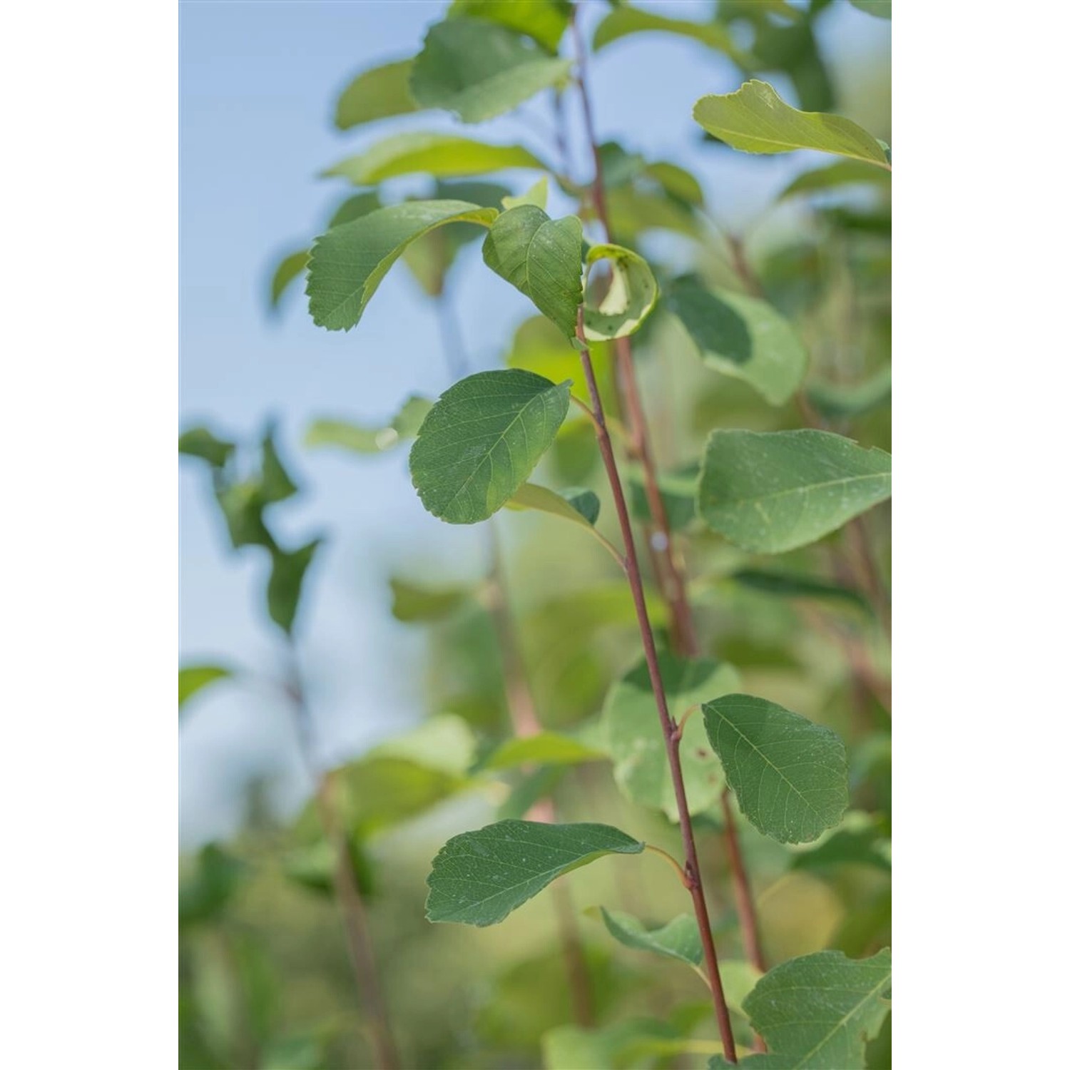 Amelanchier Alnifolia Obelisk Felsenbirne 80–100 cm günstig online kaufen