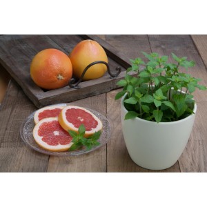 Blu Grapefruitminze im Topf mit Grapefruit-Dekoration auf Holztisch.