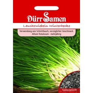Dürr Samen Lauchzwiebeln Winterhecke: Saatgut für aromatische, winterharte Lauchzwiebeln.