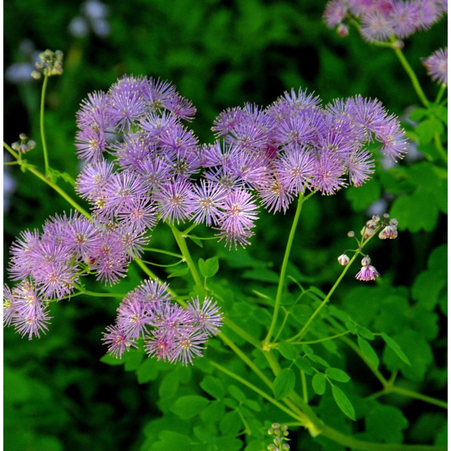 Akeleiblättrige Wiesenraute Thundercloud - Thalictrum aquilegifolium günstig online kaufen