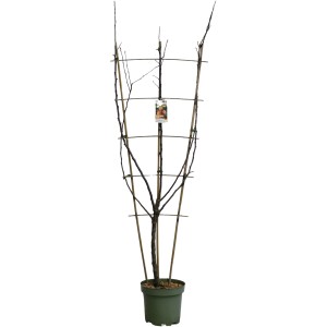 GROW by OBI Kulturapfel Trio Spalier, ca. 100-120cm hoch im 7l Topf.