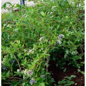 Heidelbeerstrauch Elizabeth (Vaccinium corymbosum) mit grünen Blättern und blauen Beeren.