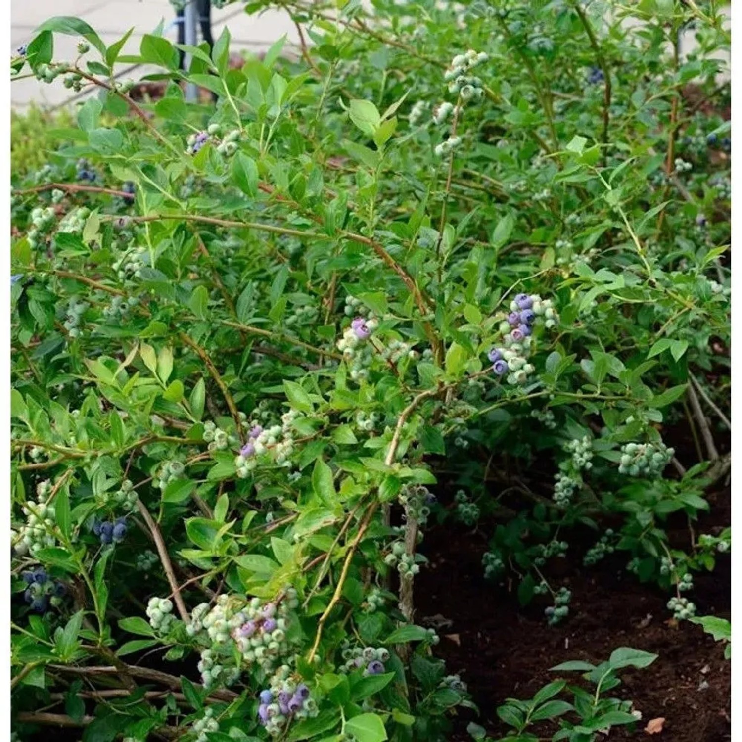 Heidelbeere Elizabeth 80-100cm - Vaccinium corymbosum