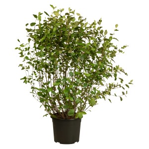 Apfelbeere 'Aronia melanocarpa' im Topf, ca. 40-60cm hoch. Ideal für Marmelade und Saft.