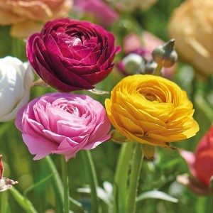 Nahaufnahme von Ranunkeln Asiatische Mischung in Gelb, Rosa und Rot, ca. 50 cm hoch.