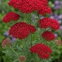 Achillea 'Cerise Queen' im Themenset Landhaus & Bauerngarten, rote Blütenstände.