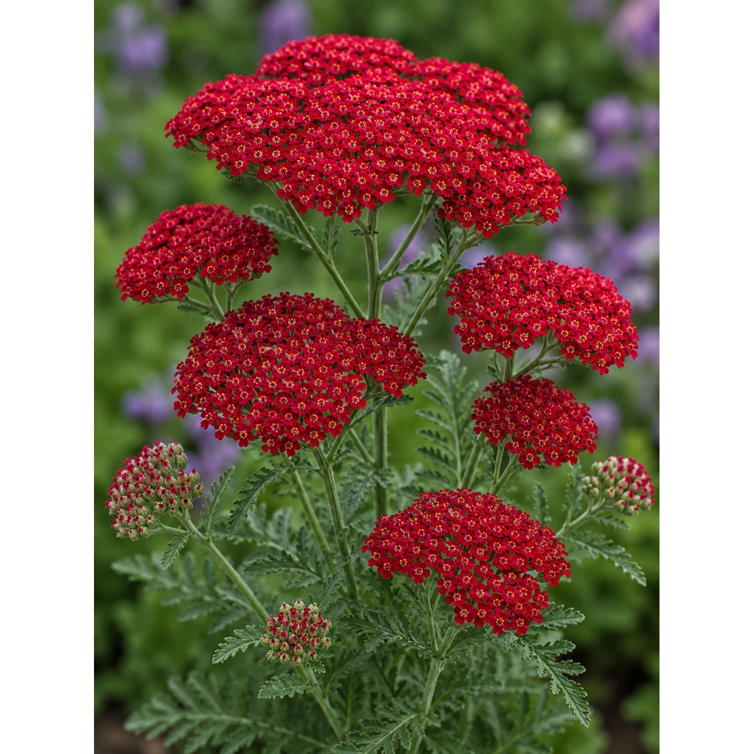 Achillea 'Cerise Queen' im Themenset Landhaus & Bauerngarten, rote Blütenstände.