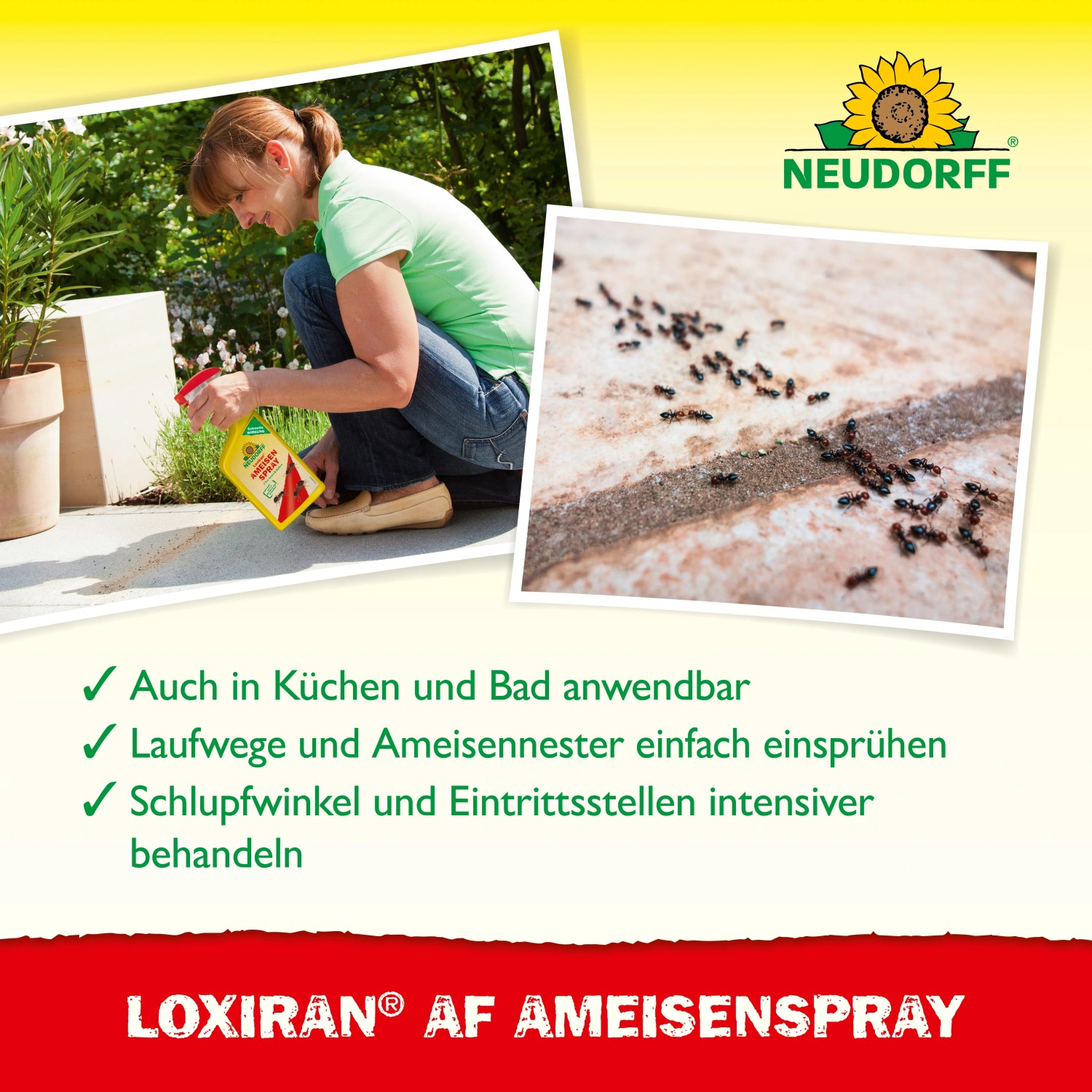 Neudorff Loxiran AF Ameisen-Spray 750ml in Anwendung gegen Ameisen.
