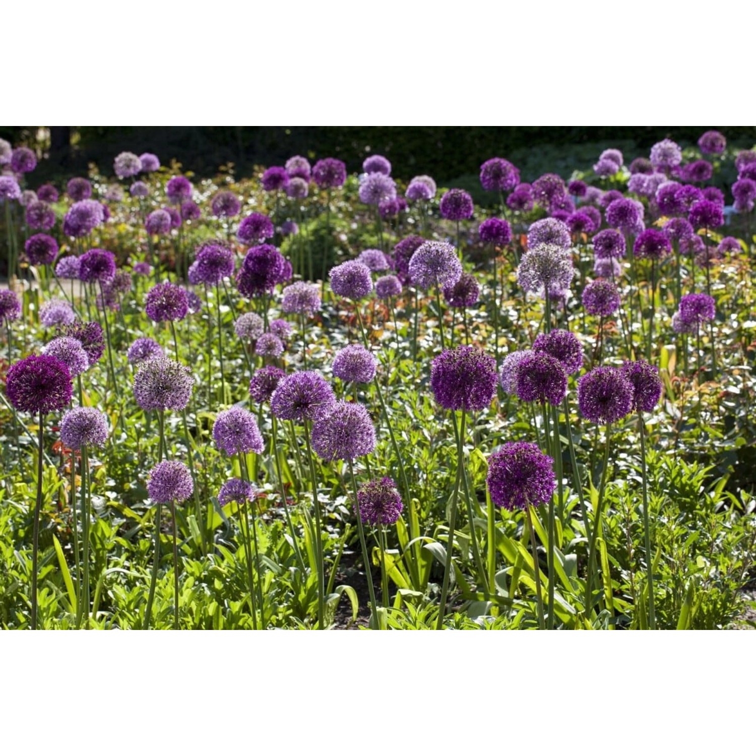 Allium Giganteum Riesenlauch 2-3 Liter Container günstig online kaufen