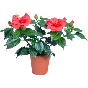 Roseneibisch im Topf, ca. 17 cm, mit roten Blüten und grünen Blättern.