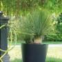 Anthrazitfarbener Deroma Pflanztopf Origin Plant Pot (58 cm) mit Pflanze im Garten.