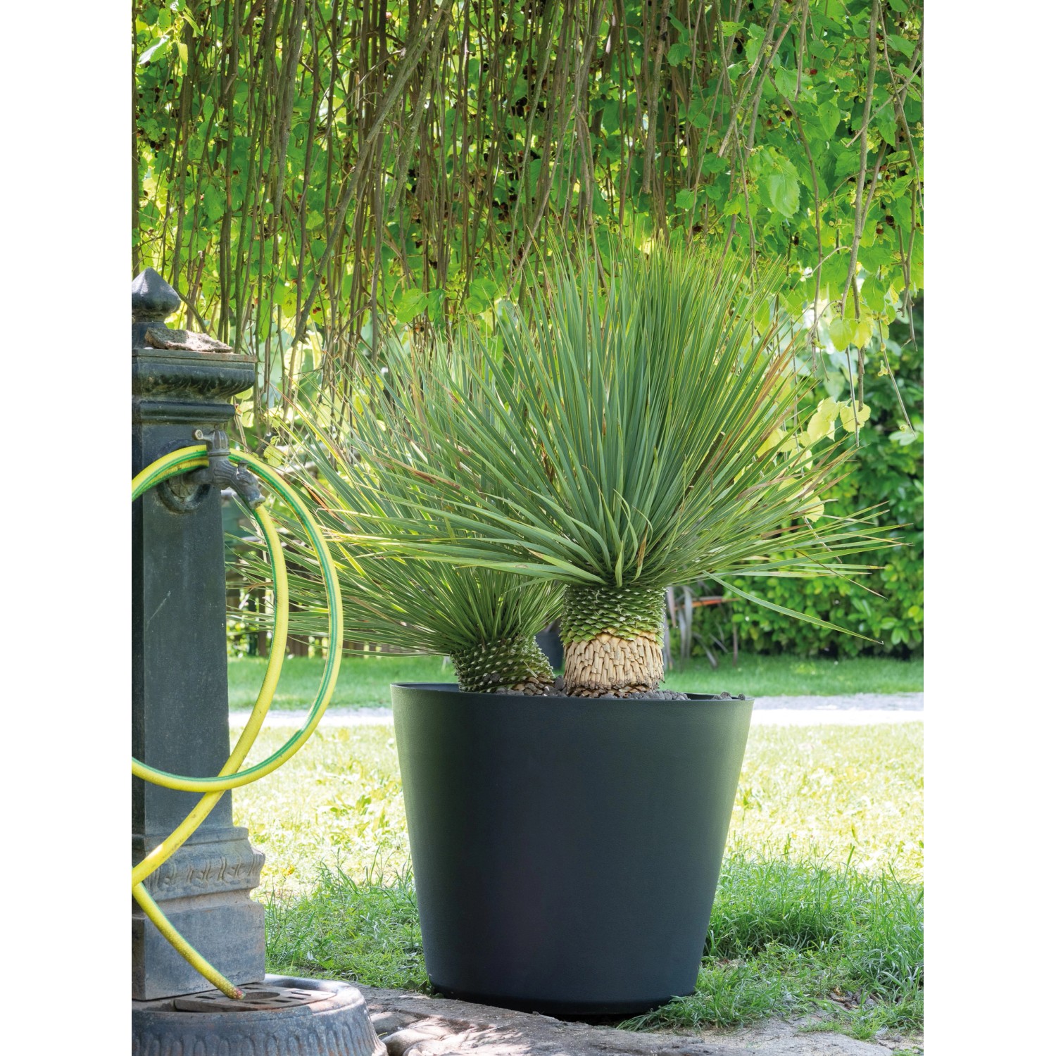 Anthrazitfarbener Deroma Pflanztopf Origin Plant Pot (58 cm) mit Pflanze im Garten.