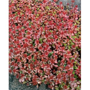 Teppich Sedum 'Schorbuser Blut' im 9x9 cm Topf: Rote Blüten und grünes Laub, ideal als Bodendecker.