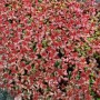 Teppich Sedum 'Schorbuser Blut' im 9x9 cm Topf: Rote Blüten und grünes Laub, ideal als Bodendecker.