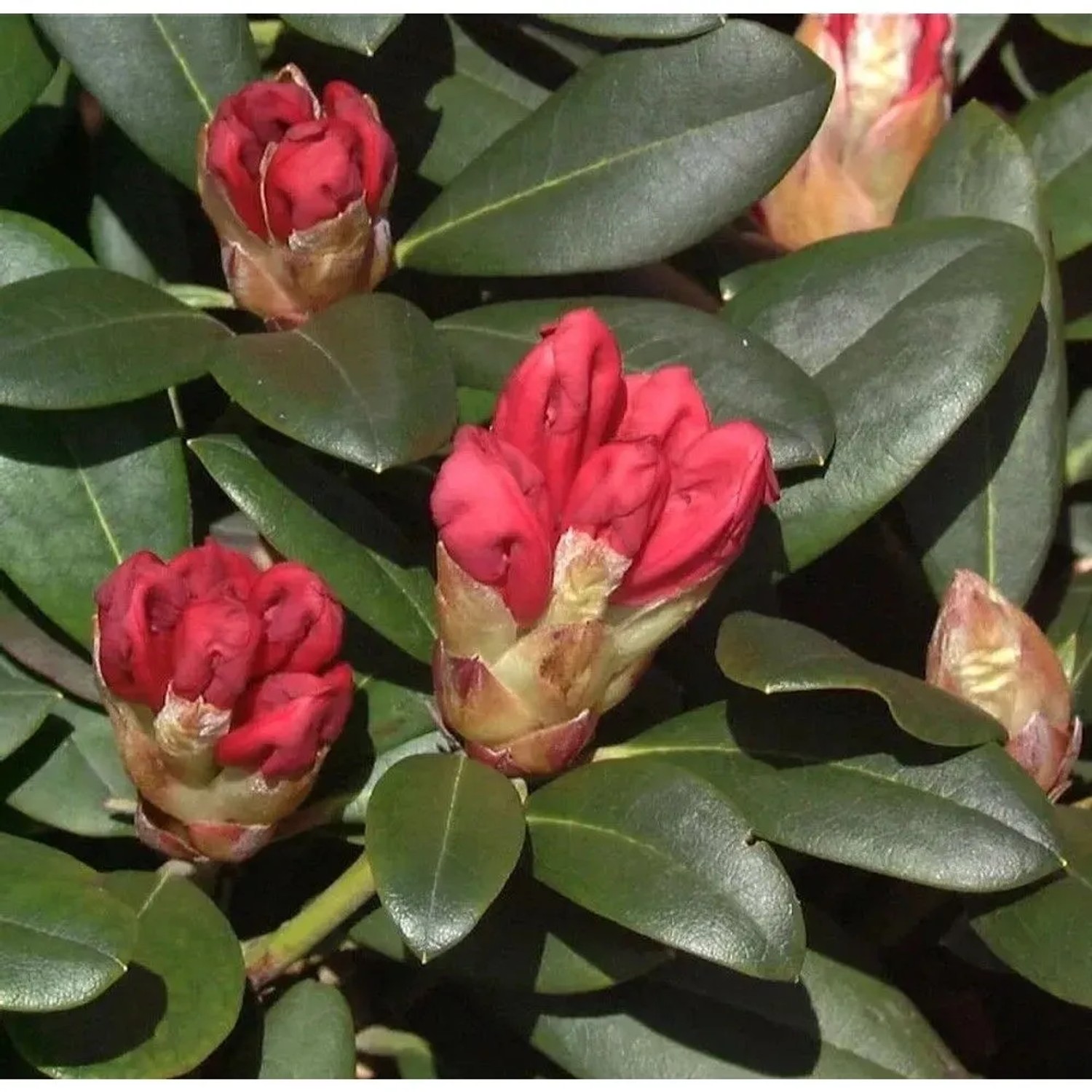 Hochstamm Rhododendron Lampion 40-60cm - Alpenrose