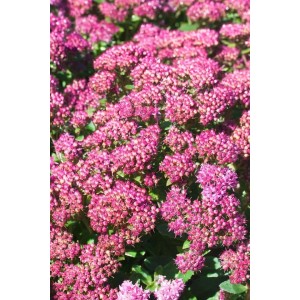 Nahaufnahme der rosa blühenden Fetthenne 'Carl Herbstfreude' im 9x9 cm Topf.