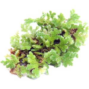 Dennerle Plants Aquariumpflanze Azolla Filiculoides Portion, Schwimmpflanze mit feinen, grünen Blättern.