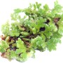 Dennerle Plants Aquariumpflanze Azolla Filiculoides Portion, Schwimmpflanze mit feinen, grünen Blättern.