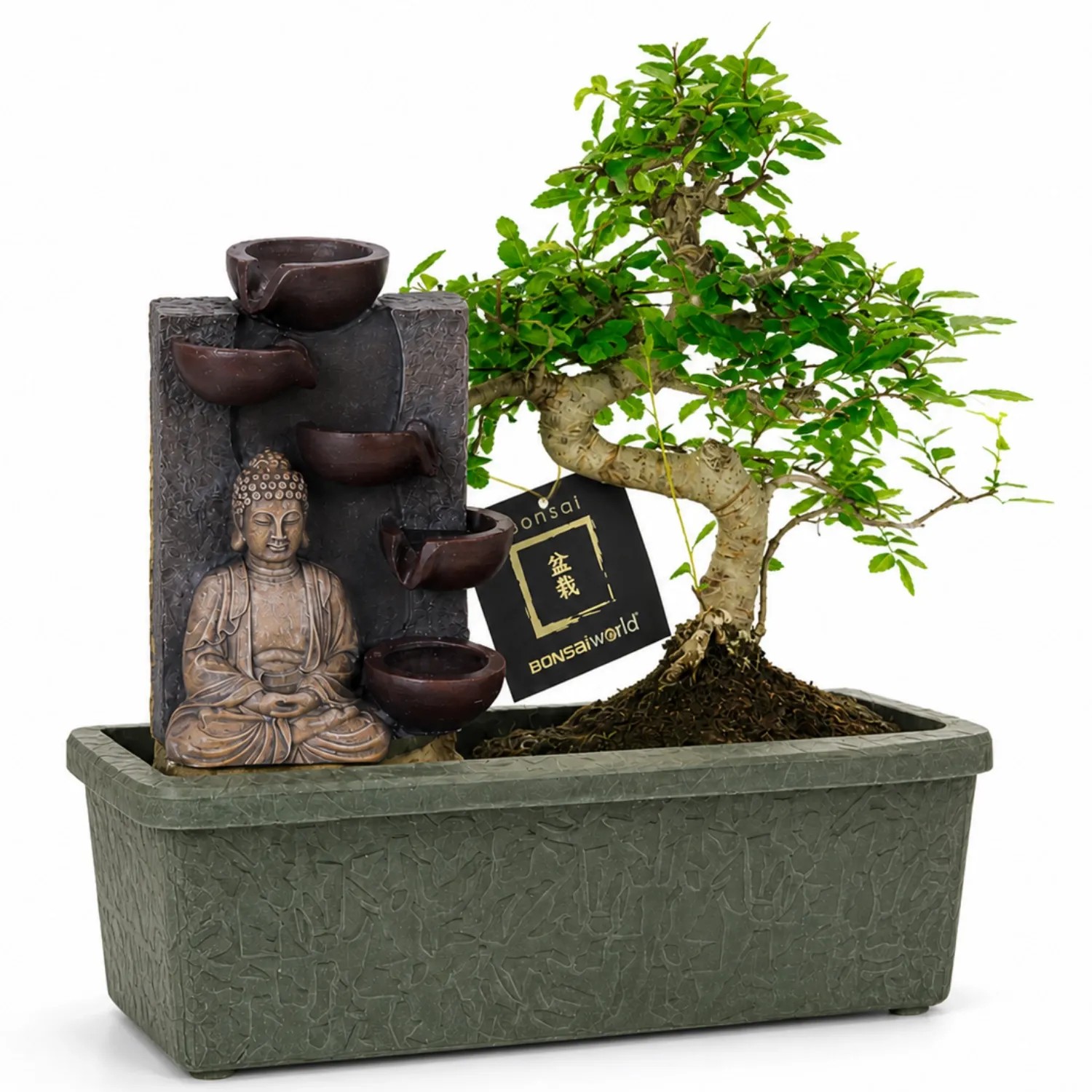 Vdvelde Bonsai Baum S Form Ca. 10 Jahre   Buddha Wasserfall   Zimmerbonsai