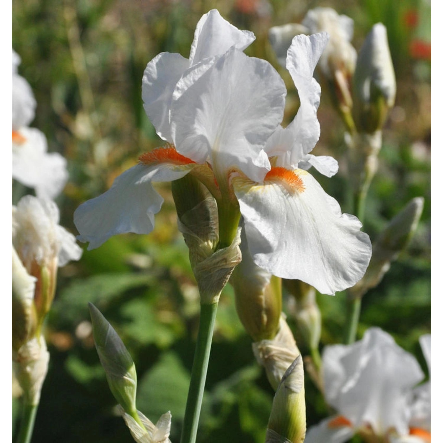 Mittelhohe Schwertlilie Avanelle - Iris barbata günstig online kaufen