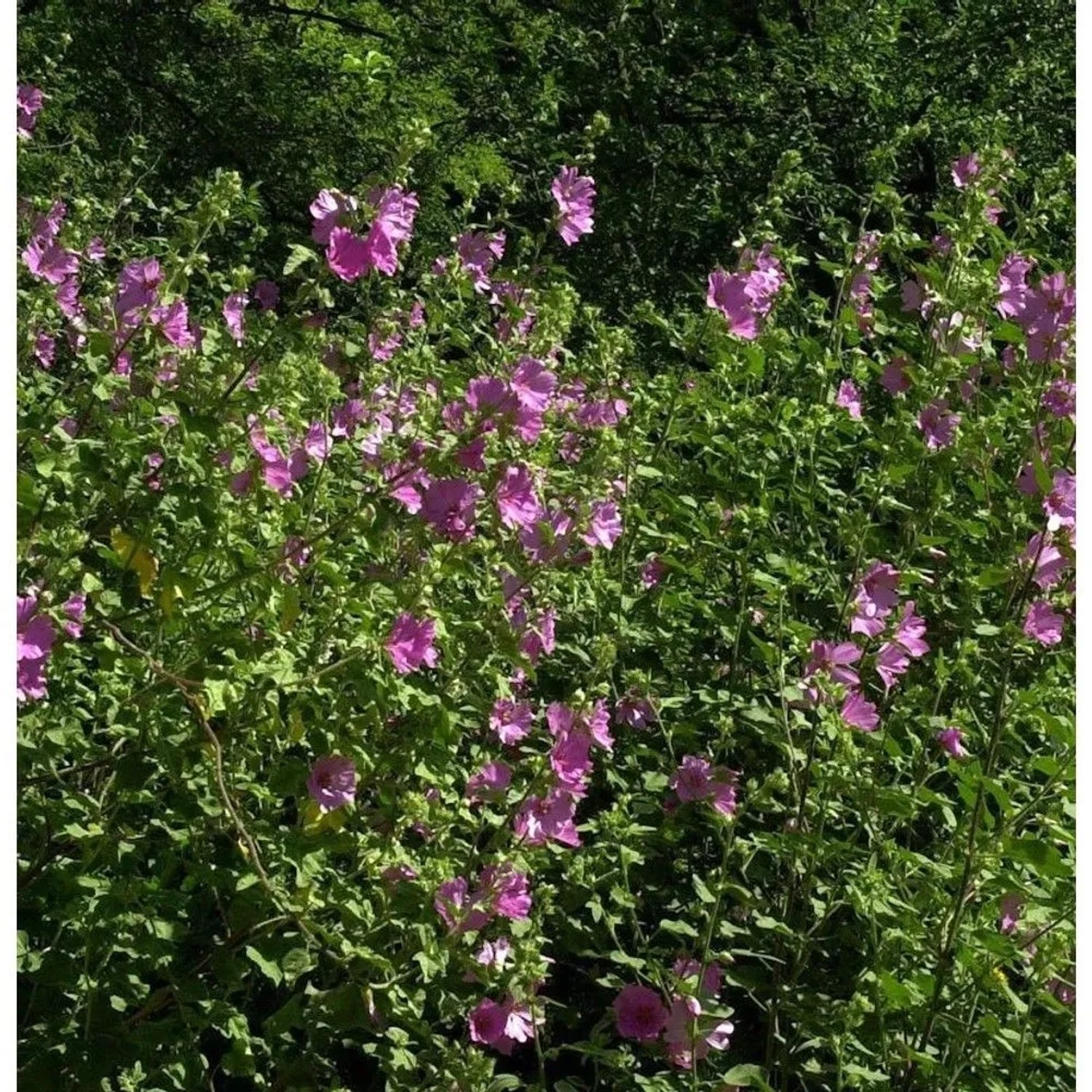 Buschmalve Red Rum (Lavatera Olbia) mit pinkfarbenen Blüten im Garten.
