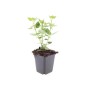 Duftnessel 'Blue Fortune' im 9cm Topf, eine bienenfreundliche Zierstaude für den Garten. Set mit 12 Pflanzen.