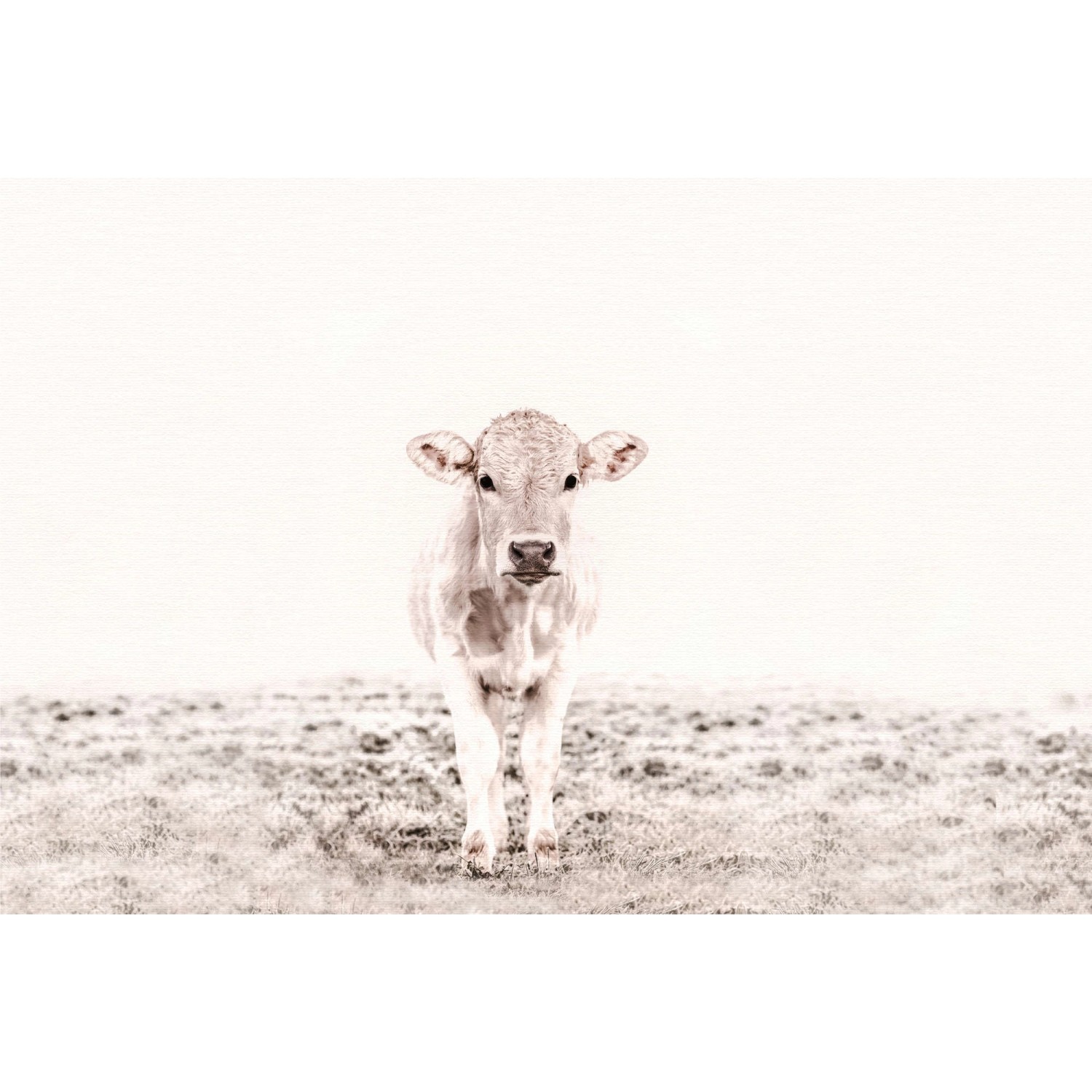 Fototapete Kuh Kalb Vintage weiß 4,00 m x 2,70 m FSC® günstig online kaufen