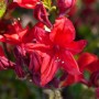 Leuchtend rote Blüte des Rhododendron Royal Command. Strauch mit roten Blüten.