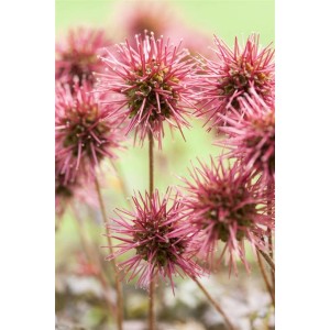 Kupferfarbener Acaena Microphylla Kupferteppich, Detailaufnahme der stacheligen Blüten.