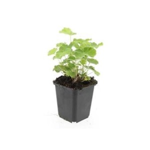 Frauenmantel Alchemilla Mollis im 9cm Topf, grüne Staude für den Garten.