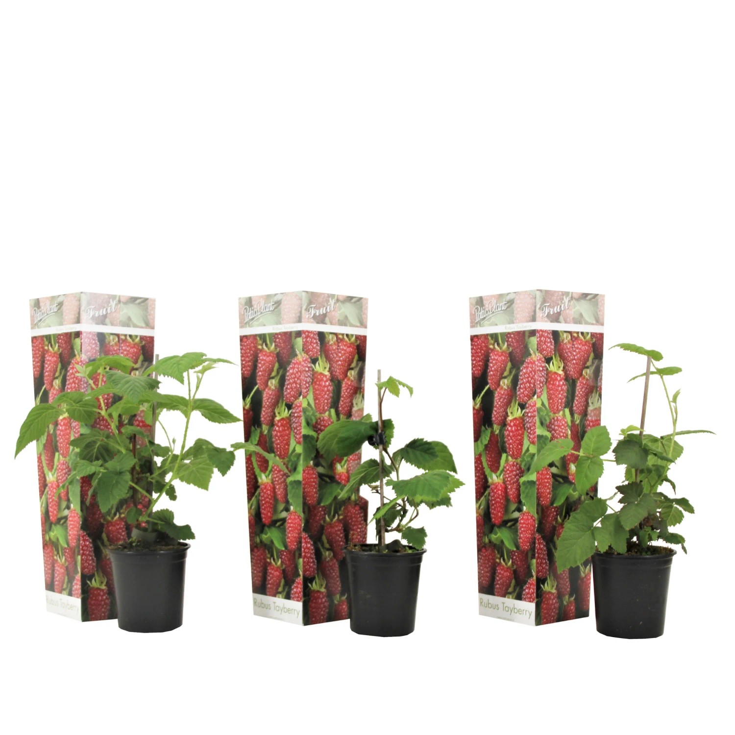 Plant In A Box Taybeeren X3 Rubus 'Tayberry' Höhe 25cm Ø9 Rot