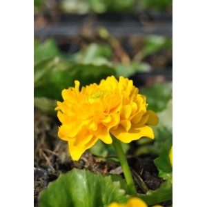 Leuchtend gelbe Sumpfdotterblume 'Multiplex' im 9x9 cm Topf. Ideal für Teichränder und Feuchtgebiete.