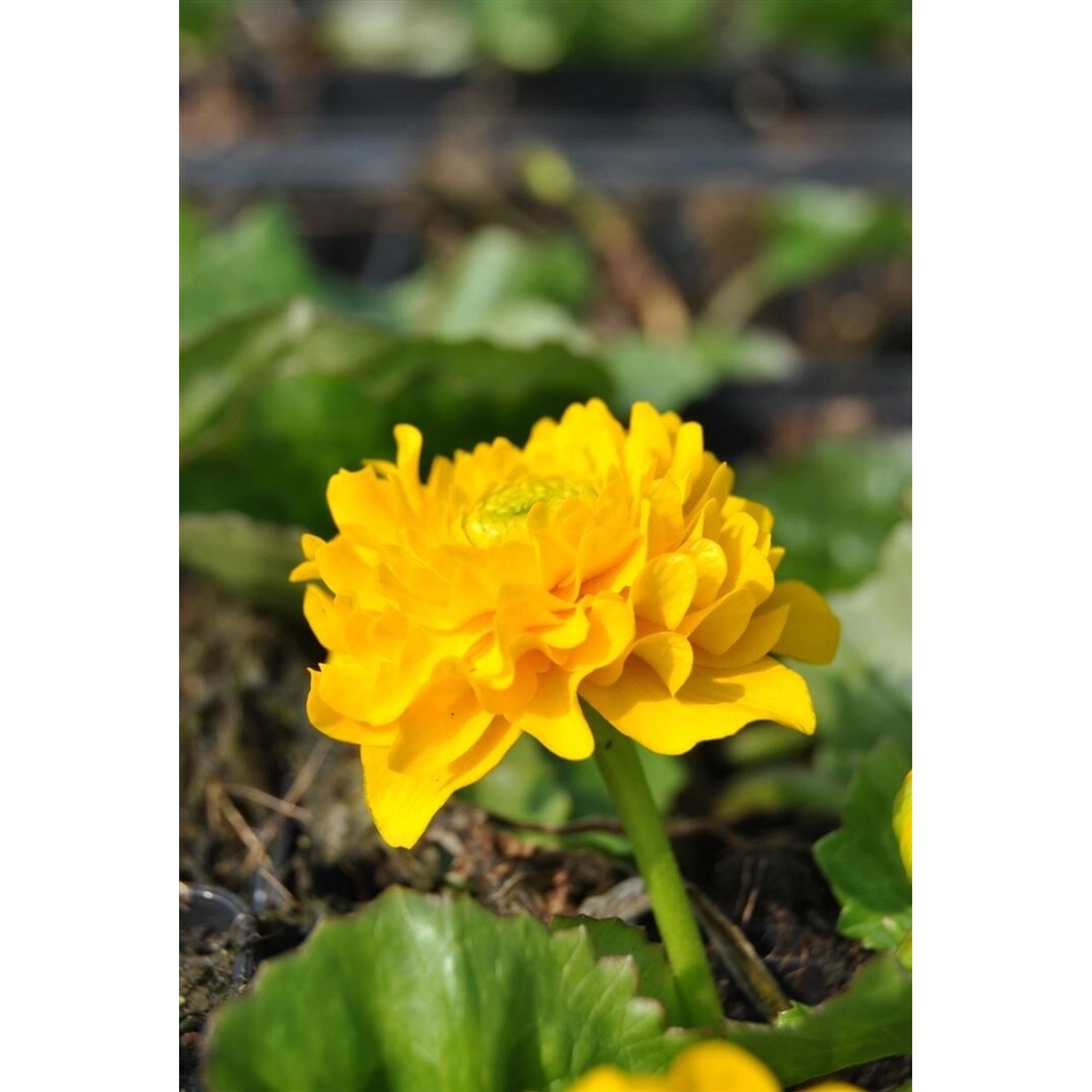 Caltha Palustris Multiplex Sumpfdotterblume Ca. 9x9 cm Topf günstig online kaufen