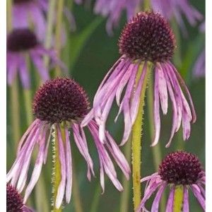 Nahaufnahme von Schmalblättrigem Sonnenhut (Echinacea angustifolia) mit rosa Blütenblättern und dunklem Blütenkopf.