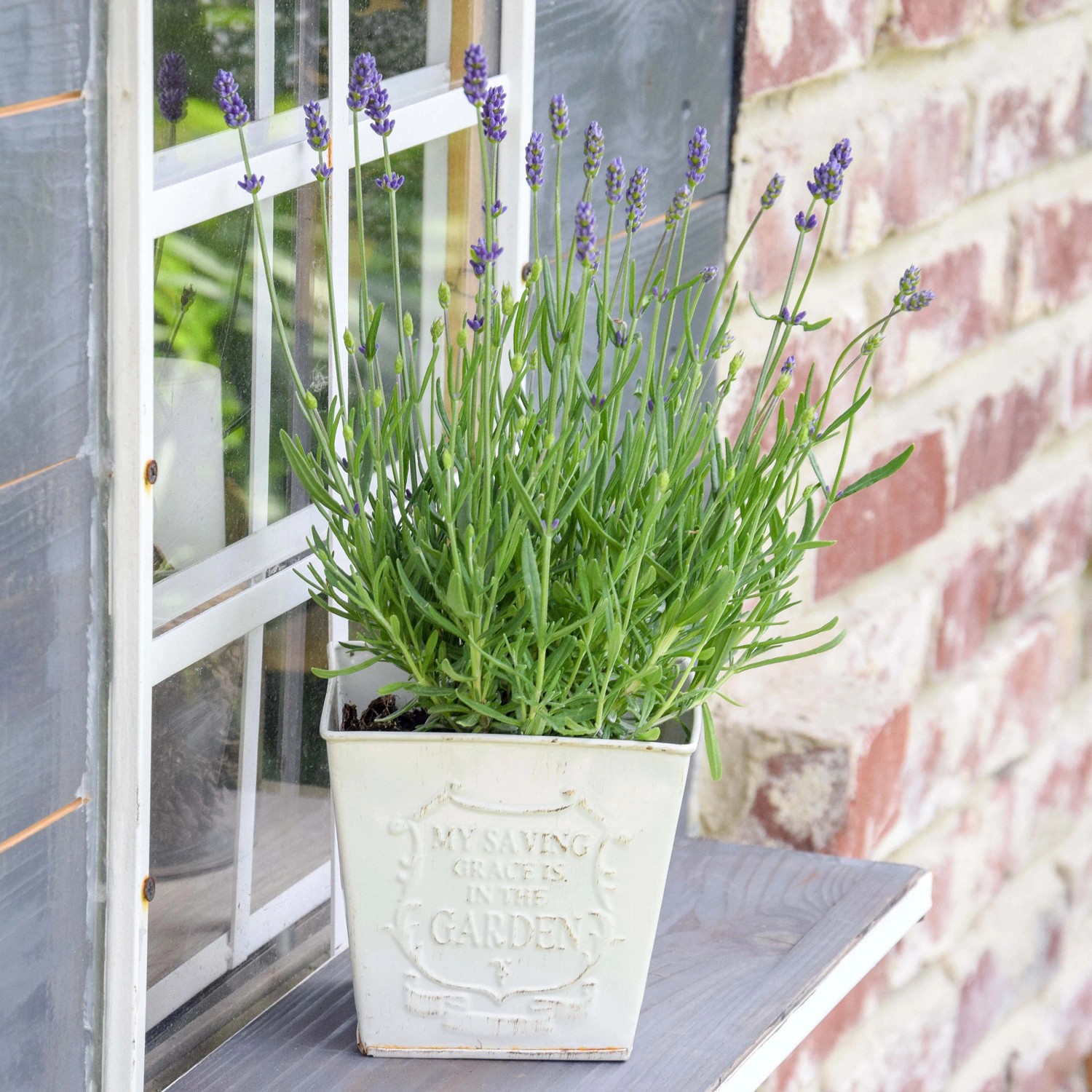 Echter Lavendel im Topf mit blau-violetten Blüten auf Fensterbank.