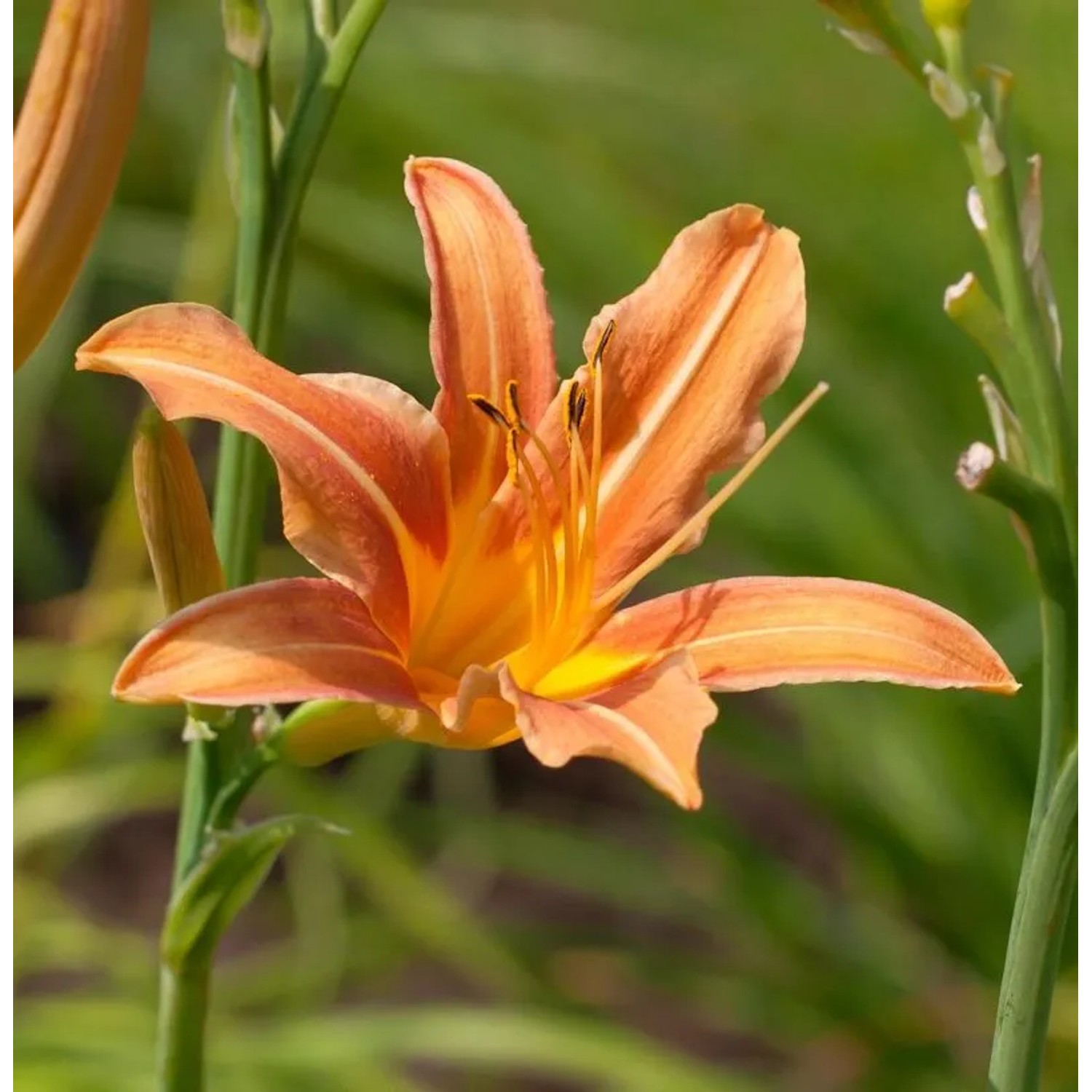 Taglilie Margret Perry - Hemerocallis